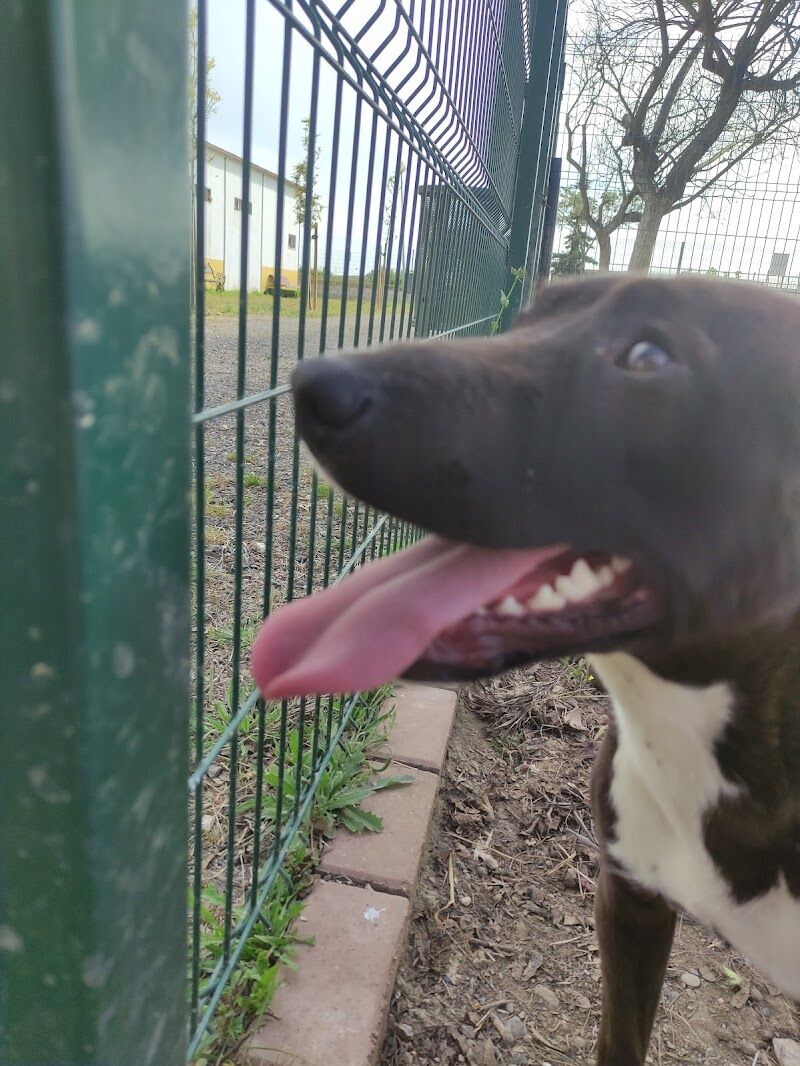 Imagen de negocio en Refugio de animales en Huelva
