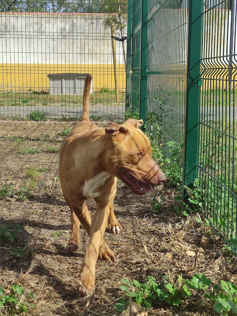 Imagen de negocio en Refugio de animales en Huelva