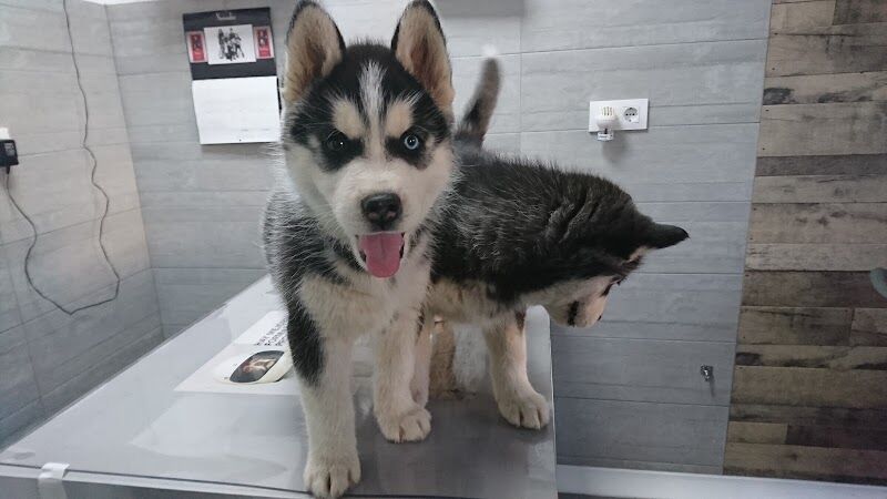 Imagen de negocio en Veterinaria en El Real de la Jara
