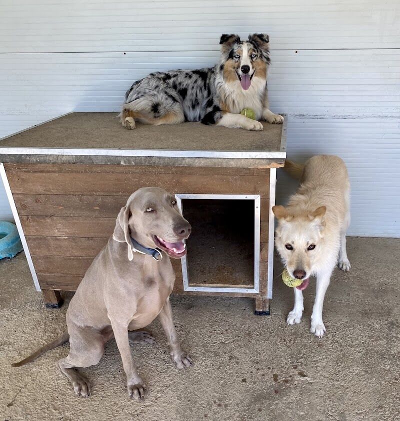 Imagen de negocio en Adiestramiento de mascotas en Provincia de Lérida