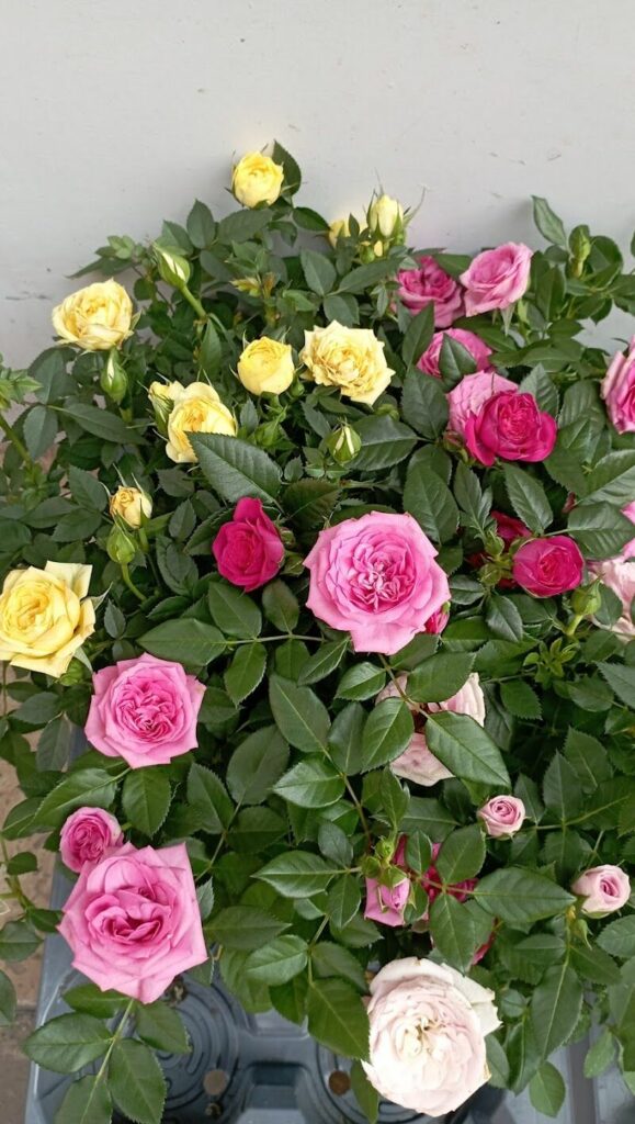 Imagen de Pajareria y Cerámica María Pilar