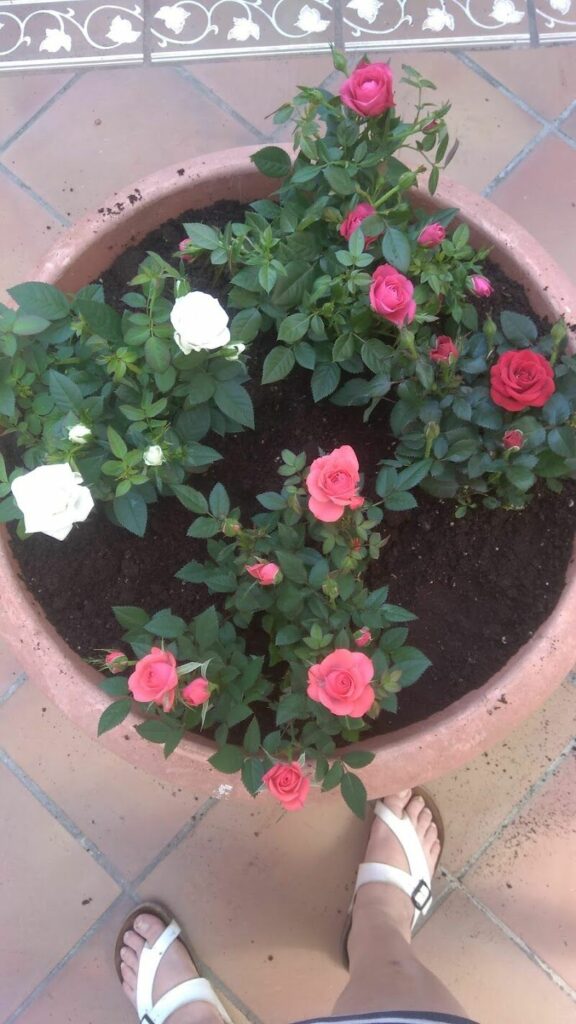 Imagen de Pajareria y Cerámica María Pilar