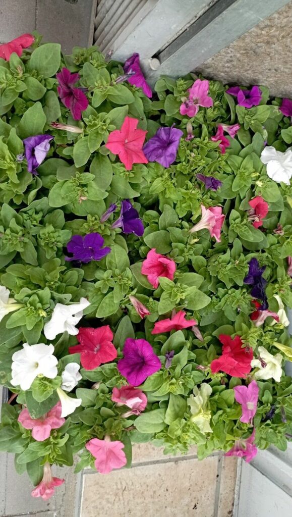 Imagen de Pajareria y Cerámica María Pilar