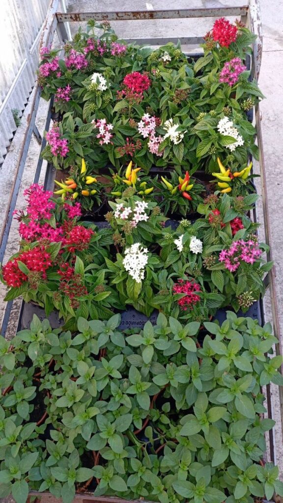 Imagen de Pajareria y Cerámica María Pilar