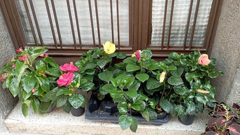 Imagen de Pajareria y Cerámica María Pilar