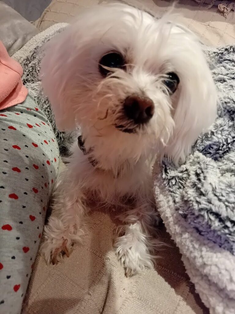 Imagen de Hospital Veterinari de Lleida