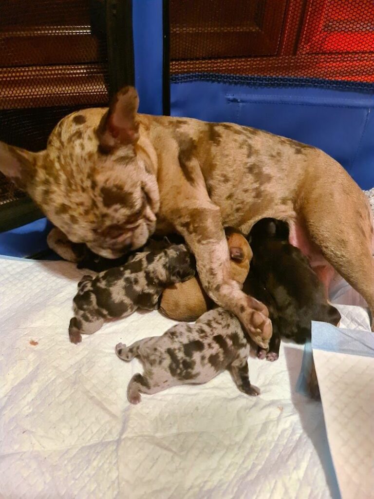 Imagen de Hospital Veterinari de Lleida