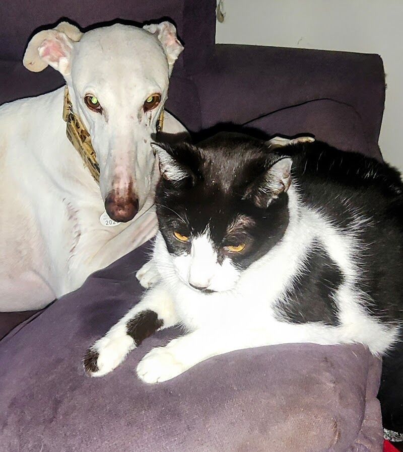 Imagen de Hospital Veterinario Animales de Compañia