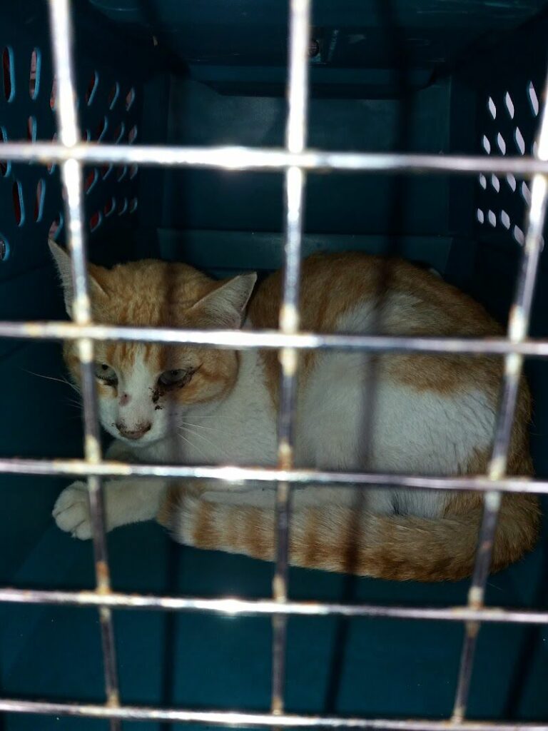 Imagen de Hospital Veterinario Animales de Compañia