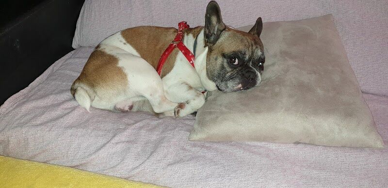 Imagen de Hospital Veterinario Animales de Compañia