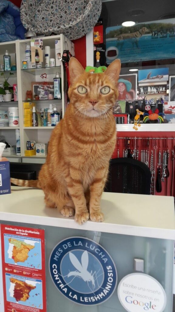 Imagen de Hospital Veterinario Animales de Compañia