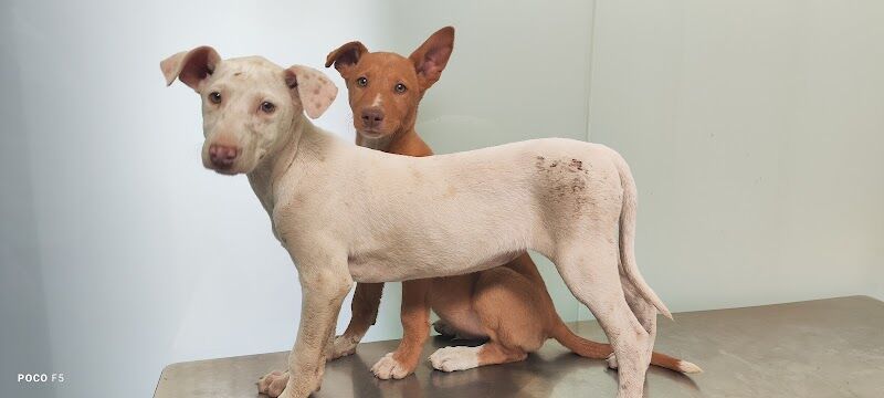 Imagen de negocio en Veterinaria en Provincia de Málaga