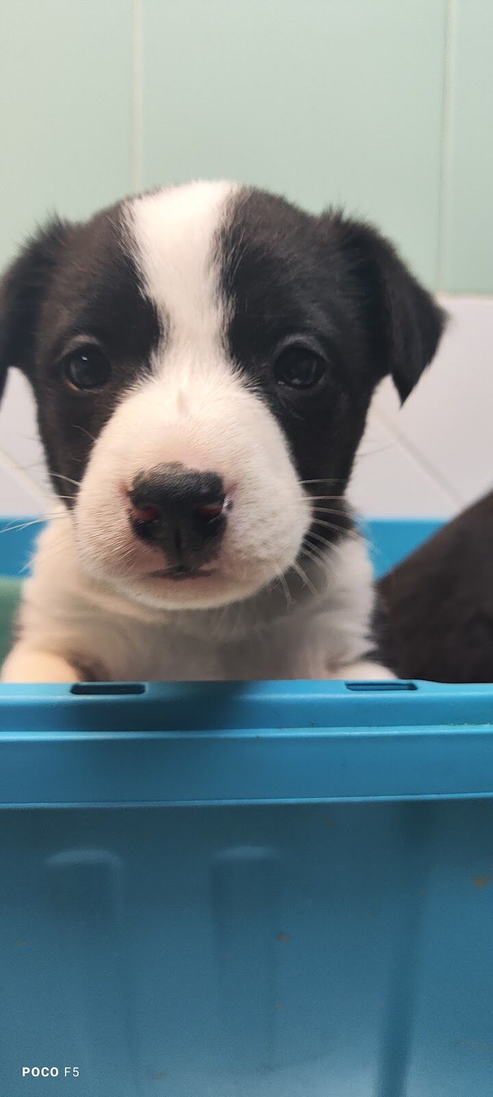 Imagen de negocio en Veterinaria en Provincia de Málaga