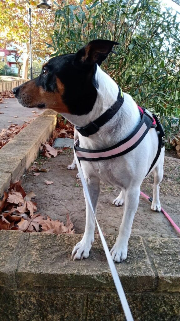 Imagen de Guardería para Perros