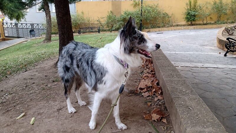 Imagen de Guardería para Perros