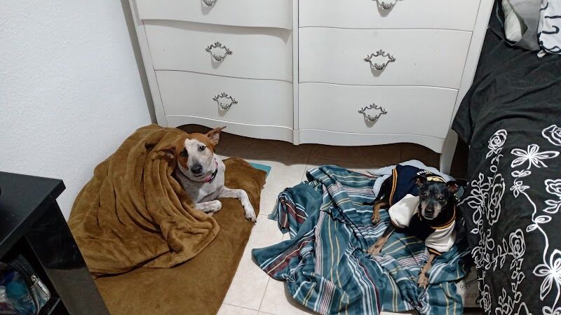 Imagen de Guardería para Perros