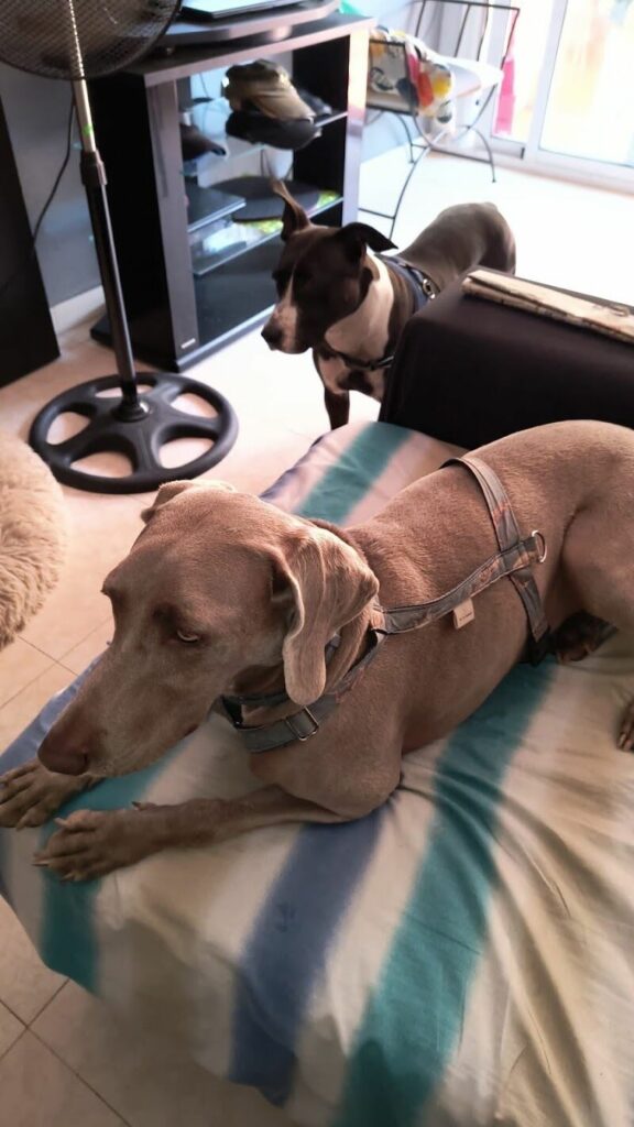 Imagen de Guardería para Perros