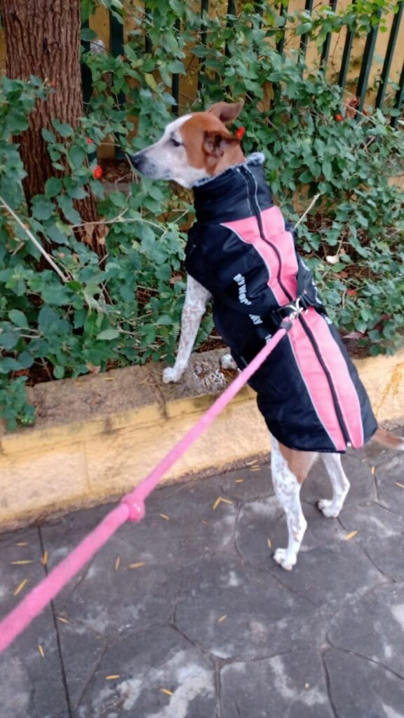 Imagen de Guardería para Perros