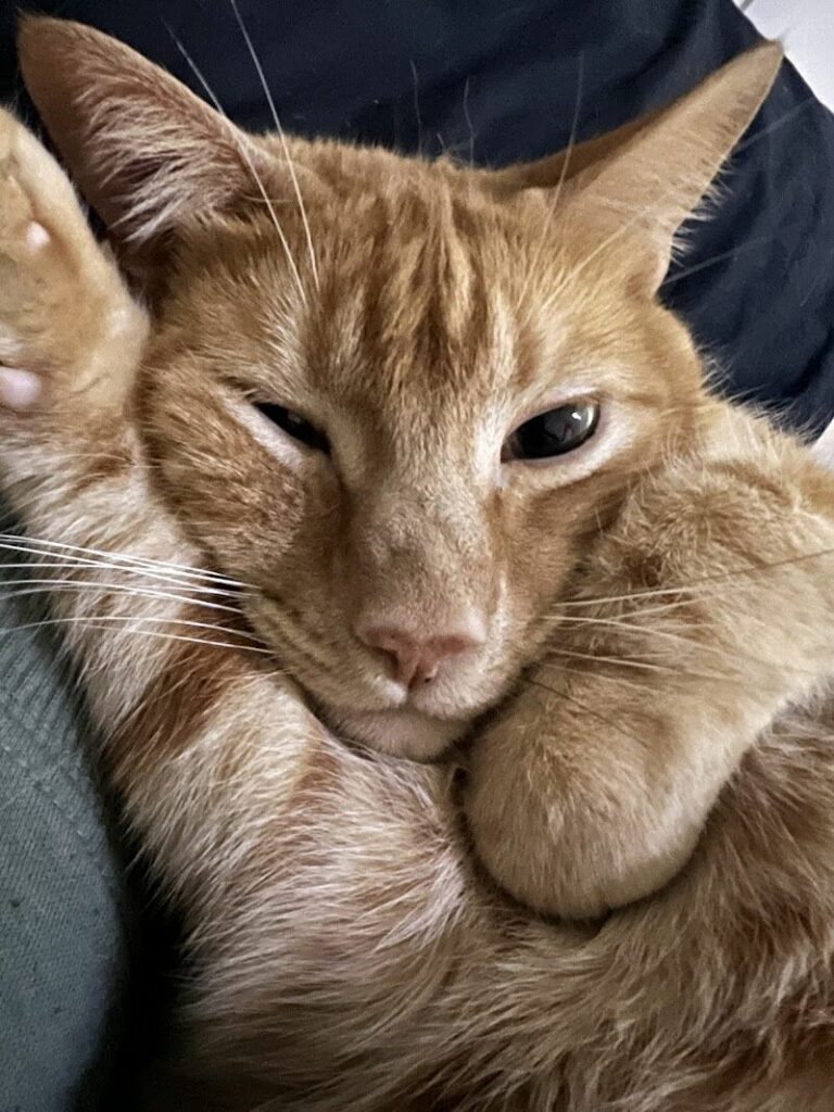 Imagen de Clínica Veterinaria Quevedog