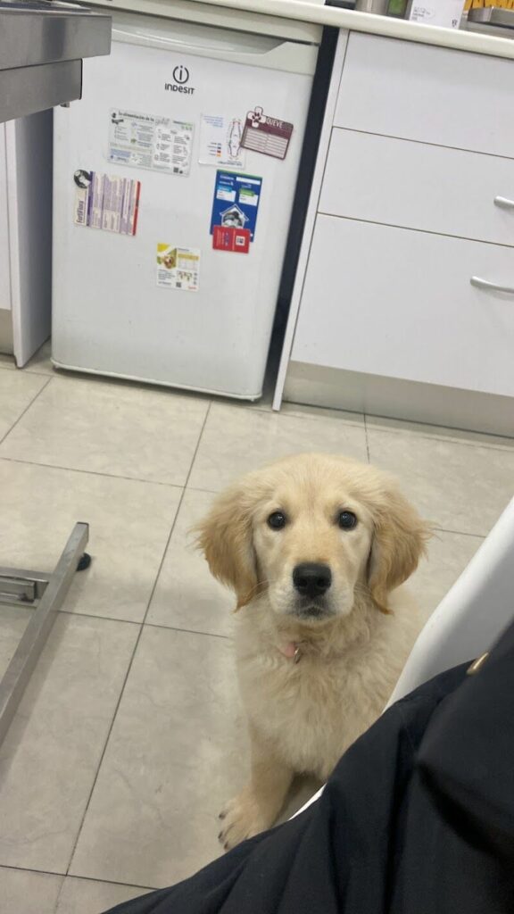 Imagen de Clínica Veterinaria Quevedog