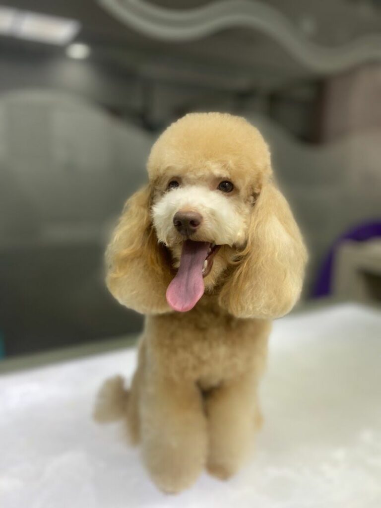 Imagen de Pet Grooming Salón (peluquería Canina y Felina)
