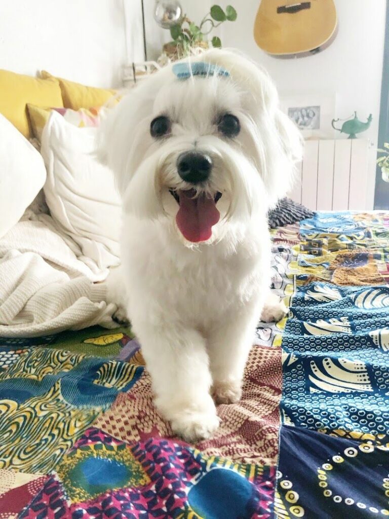 Imagen de Pet Grooming Salón (peluquería Canina y Felina)