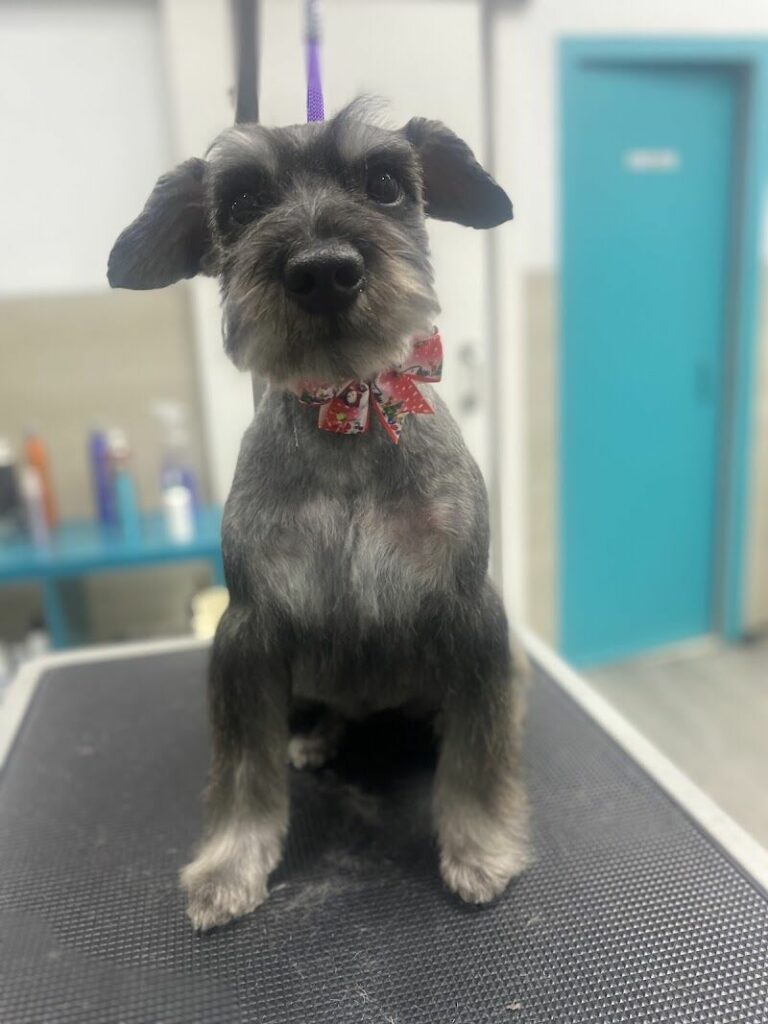 Imagen de Pet Grooming Salón (peluquería Canina y Felina)