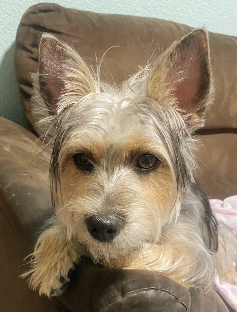 Imagen de Pet Grooming Salón (peluquería Canina y Felina)