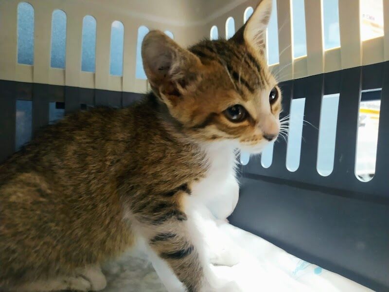 Imagen de negocio en Adopción en Comunidad de Madrid
