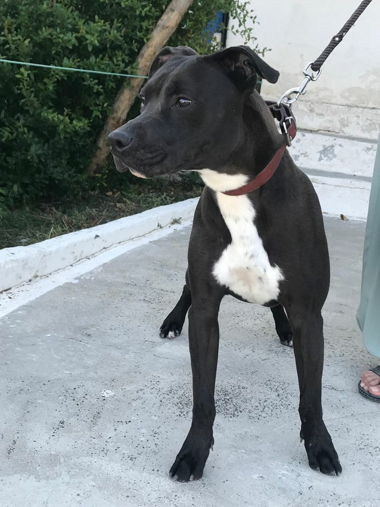 Imagen de negocio en Adopción en Comunidad de Madrid