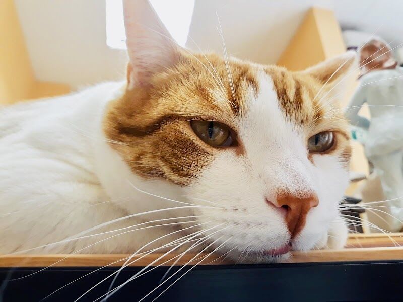 Imagen de Centro Veterinario los Villares de Arganda S.l.l.