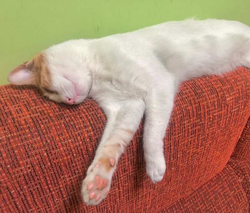 Imagen de Centro Veterinario los Villares de Arganda S.l.l.