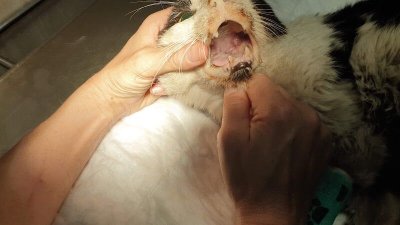 Imagen de Centro Veterinario los Villares de Arganda S.l.l.