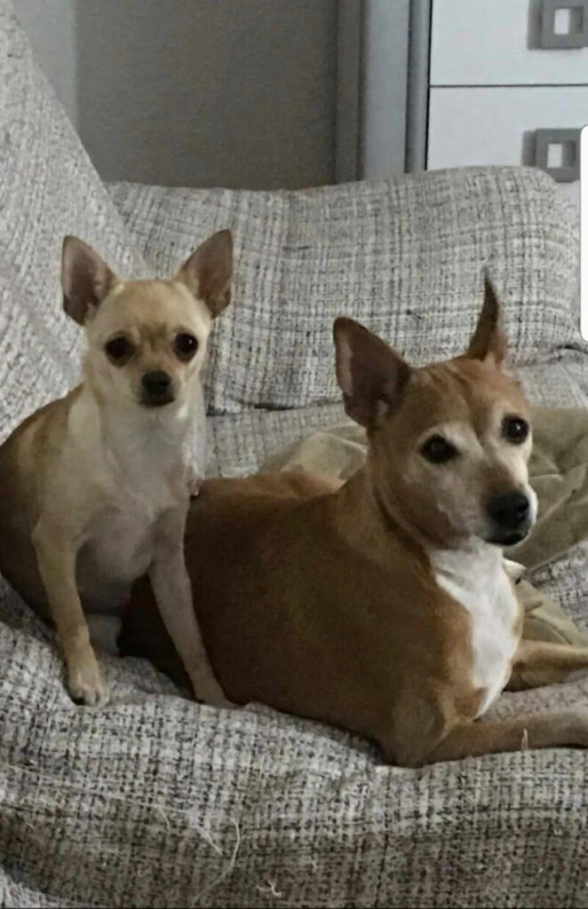 Imagen de Centro Veterinario los Villares de Arganda S.l.l.