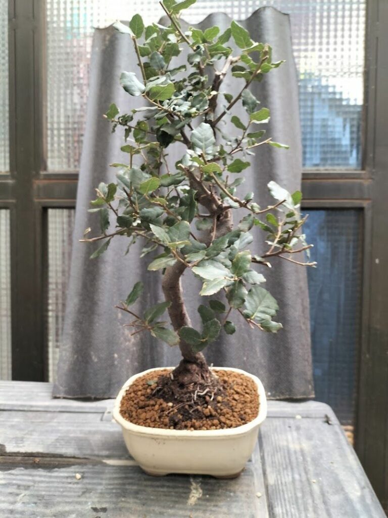 Imagen de Garden Rivas – Centro de Jardinería