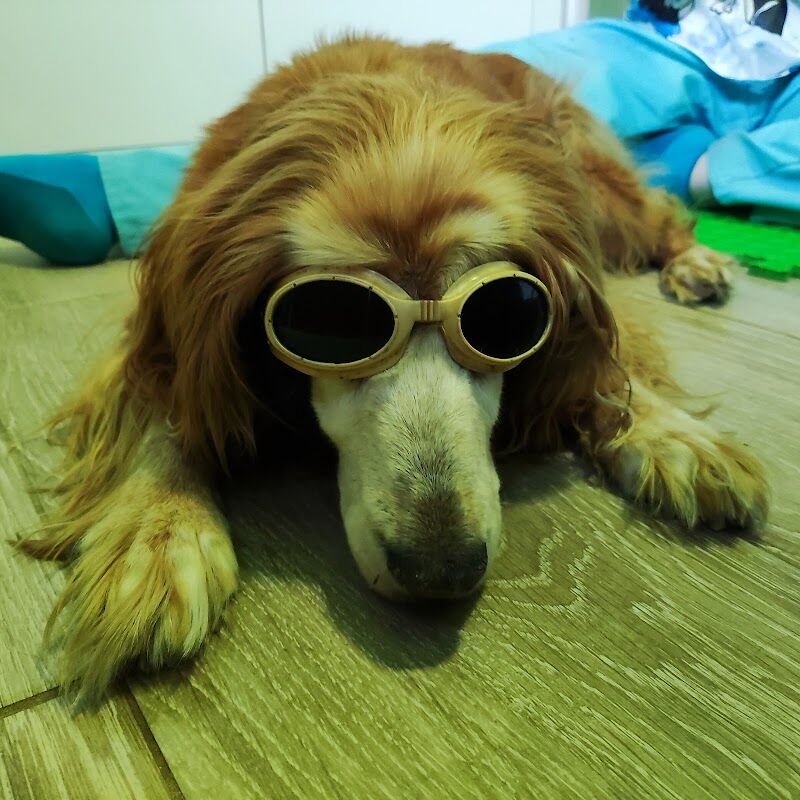 Imagen de Rociolaservet Rehabilitación Veterinaria a Domicilio en Rivas Vaciamadrid