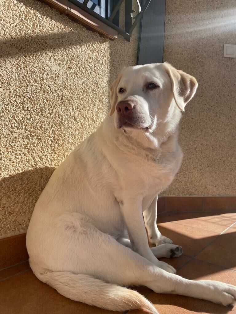 Imagen de Rociolaservet Rehabilitación Veterinaria a Domicilio en Rivas Vaciamadrid