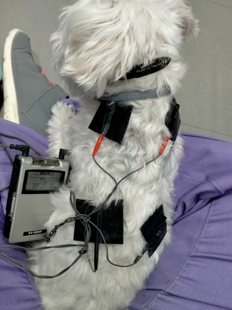 Imagen de Rociolaservet Rehabilitación Veterinaria a Domicilio en Rivas Vaciamadrid