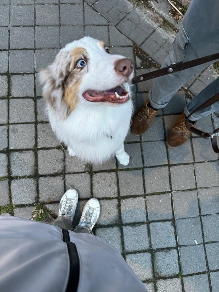 Imagen de Flepican Peluquería Canina