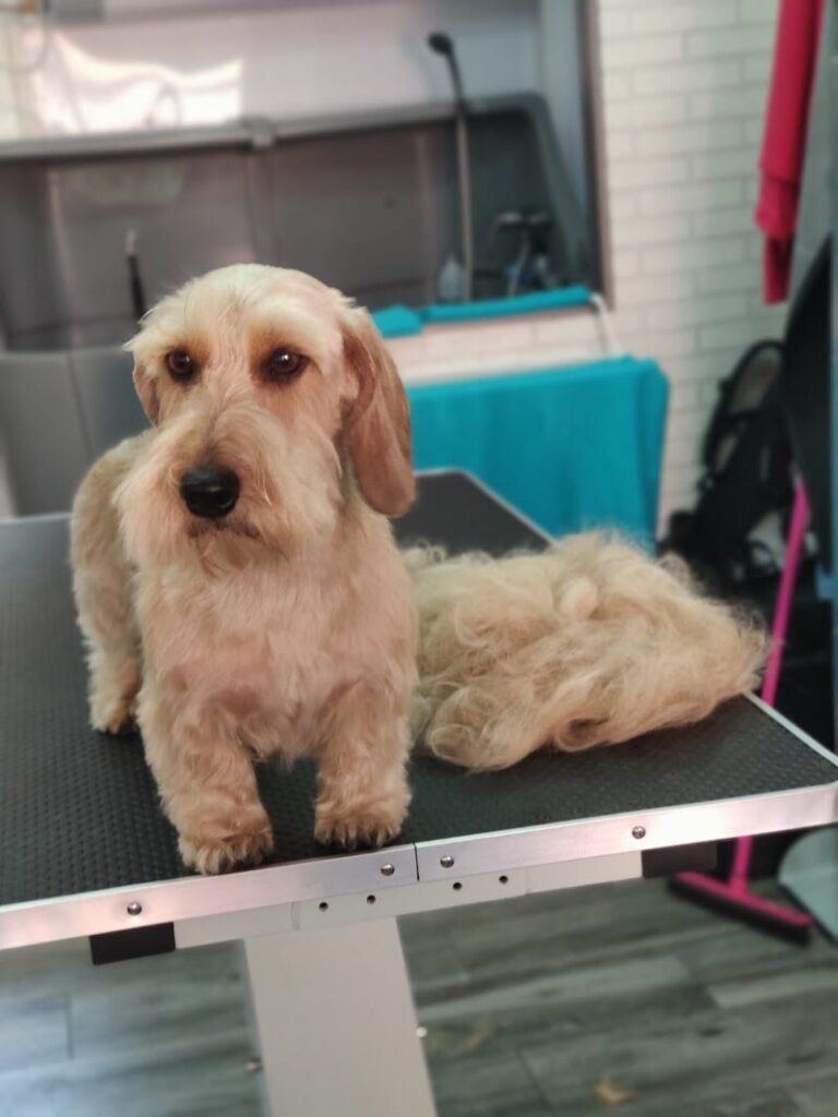 Imagen de Flepican Peluquería Canina