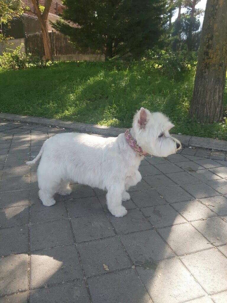 Imagen de Flepican Peluquería Canina