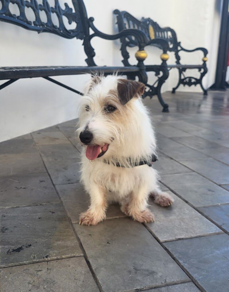 Imagen de Supermascota Dos Hermanas