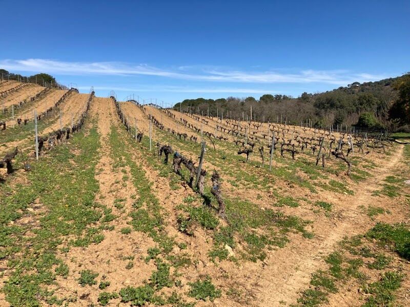 Imagen de Bodegas de Fuente Reina