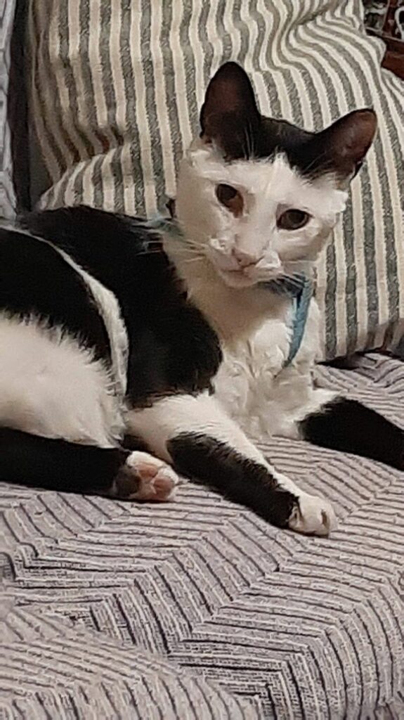 Imagen de Clinica Veterinaria Benacazón