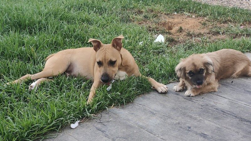 Imagen de Clinica Veterinaria Benacazón