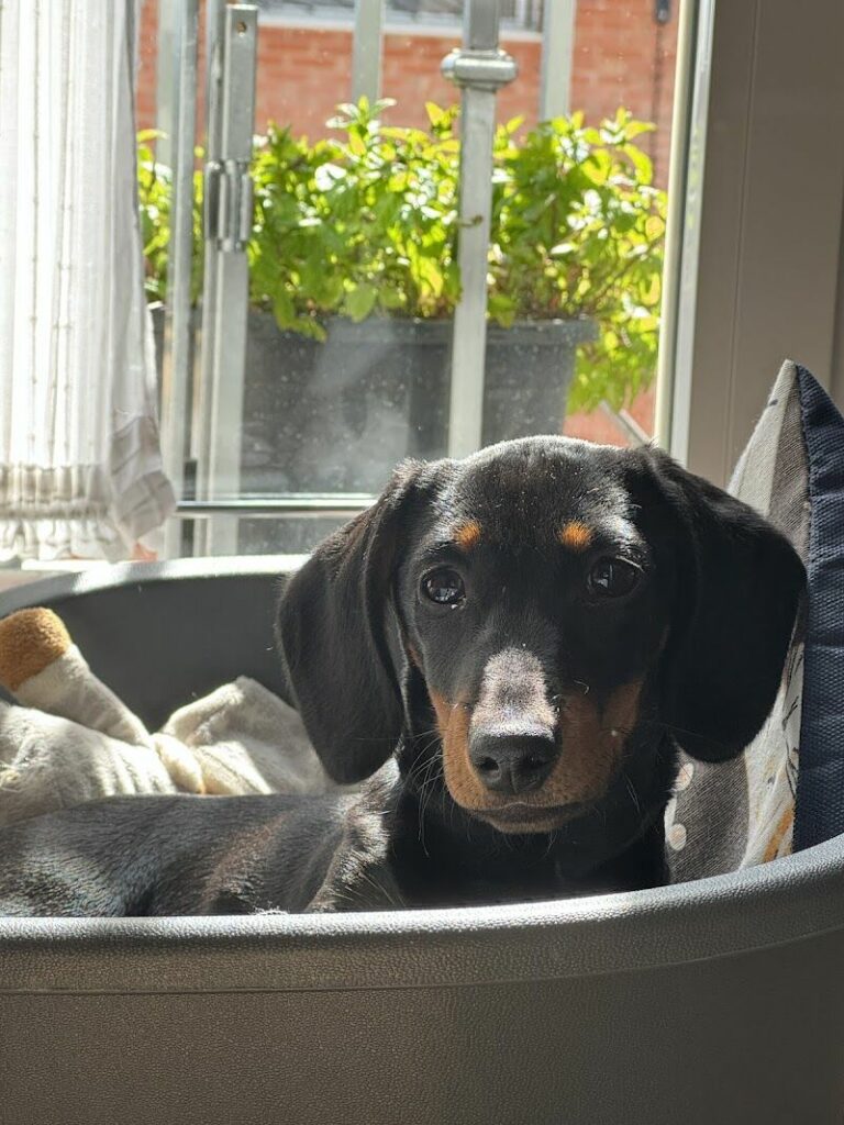 Imagen de Clinica Veterinaria Benacazón