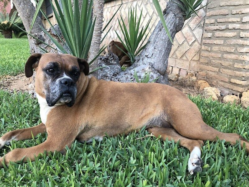 Imagen de Clinica Veterinaria Benacazón