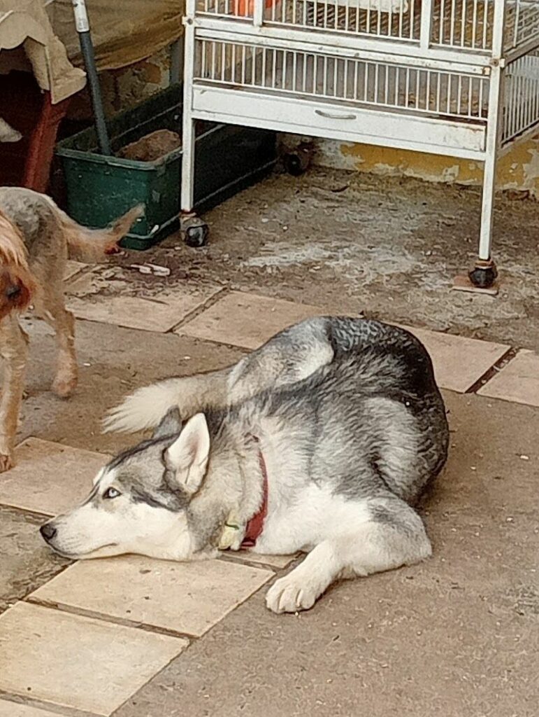 Imagen de Clinica Veterinaria Benacazón