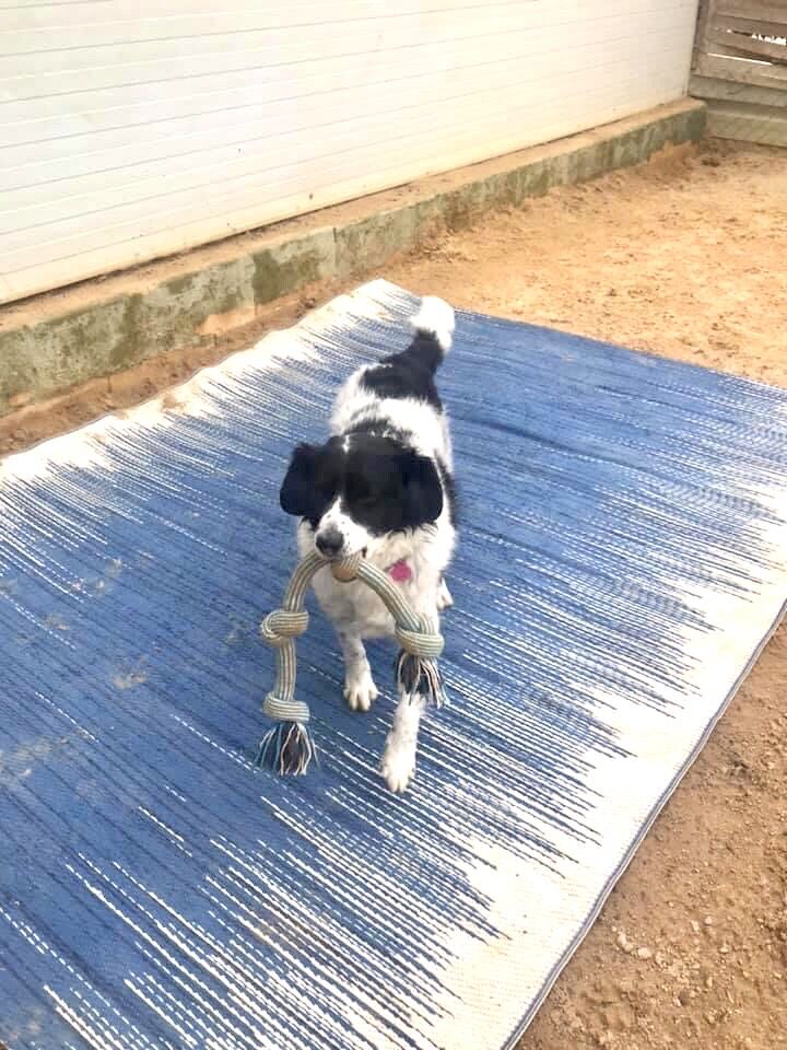 Imagen de negocio en Guardería para mascotas en Bormujos