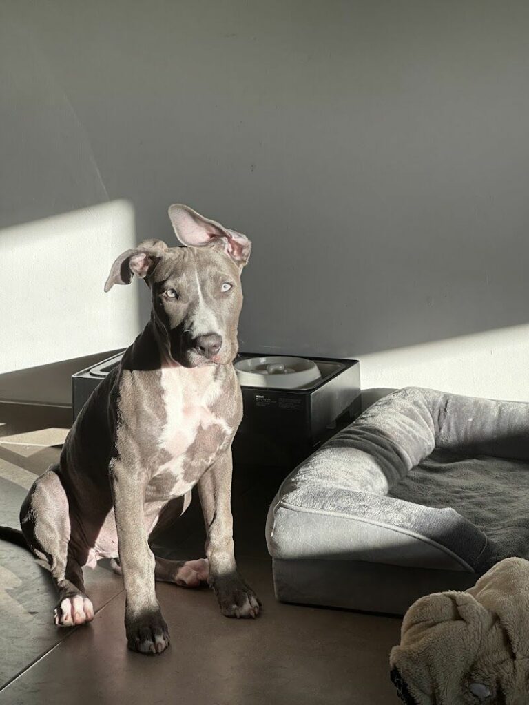 Imagen de Owanda el Barrio de las Mascotas